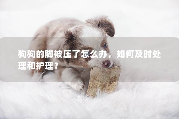 狗狗的脚被压了怎么办，如何及时处理和护理？