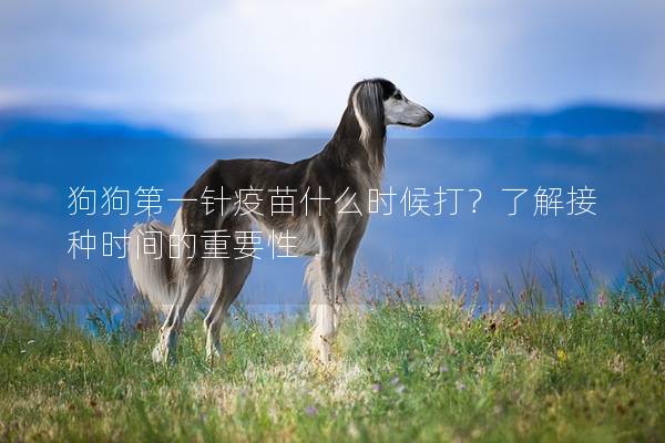 狗狗第一针疫苗什么时候打？了解接种时间的重要性