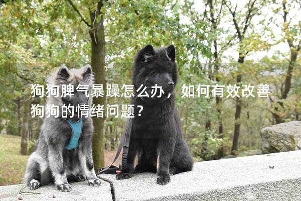 狗狗脾气暴躁怎么办，如何有效改善狗狗的情绪问题？