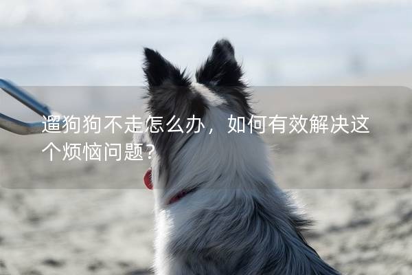 遛狗狗不走怎么办，如何有效解决这个烦恼问题？