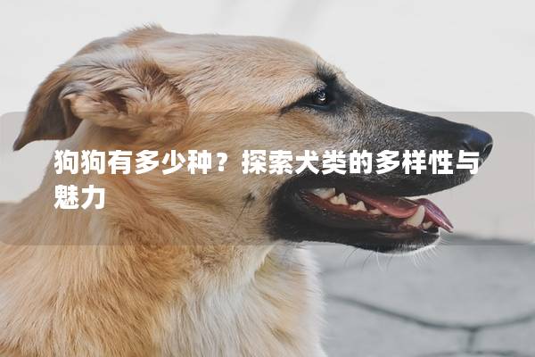 狗狗有多少种？探索犬类的多样性与魅力
