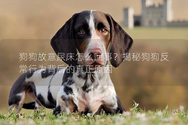 狗狗故意尿床怎么回事？揭秘狗狗反常行为背后的真正原因