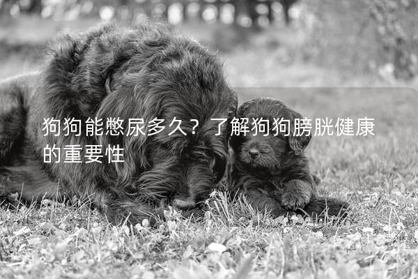 狗狗能憋尿多久？了解狗狗膀胱健康的重要性