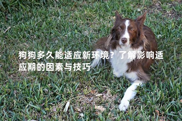 狗狗多久能适应新环境？了解影响适应期的因素与技巧