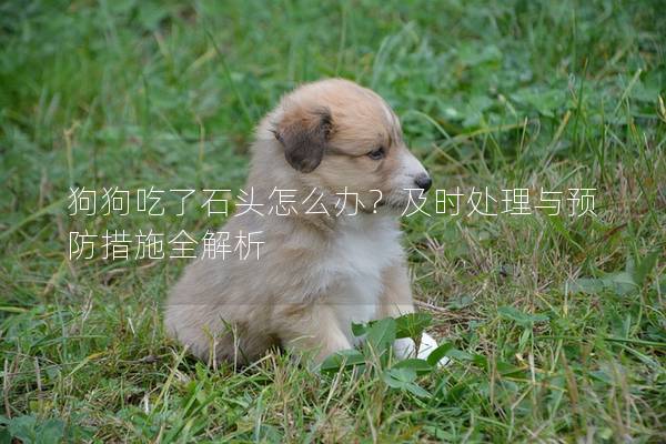 狗狗吃了石头怎么办？及时处理与预防措施全解析