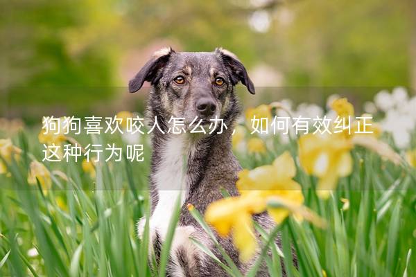 狗狗喜欢咬人怎么办，如何有效纠正这种行为呢