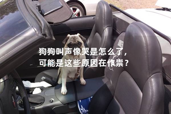 狗狗叫声像哭是怎么了, 可能是这些原因在作祟？