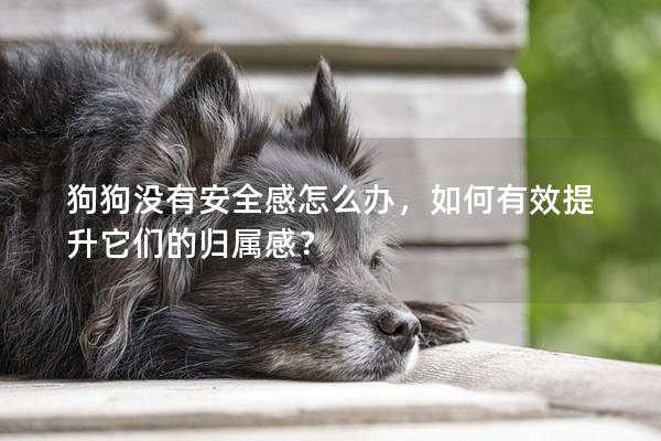 狗狗没有安全感怎么办，如何有效提升它们的归属感？