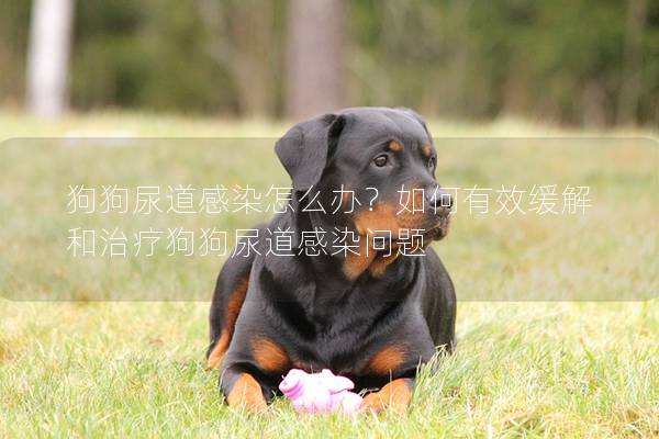 狗狗尿道感染怎么办？如何有效缓解和治疗狗狗尿道感染问题