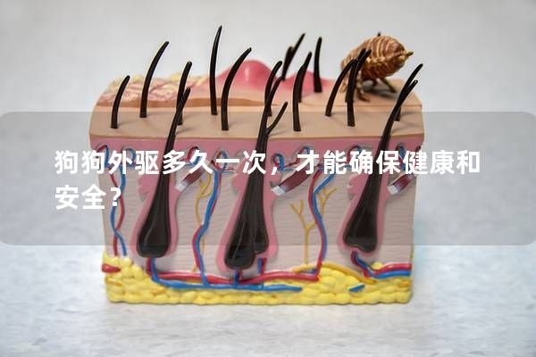 狗狗外驱多久一次，才能确保健康和安全？