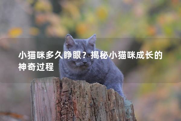 小猫咪多久睁眼？揭秘小猫咪成长的神奇过程