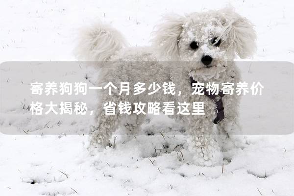 寄养狗狗一个月多少钱，宠物寄养价格大揭秘，省钱攻略看这里