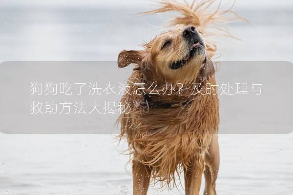 狗狗吃了洗衣液怎么办？及时处理与救助方法大揭秘