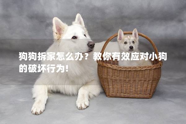 狗狗拆家怎么办？教你有效应对小狗的破坏行为!