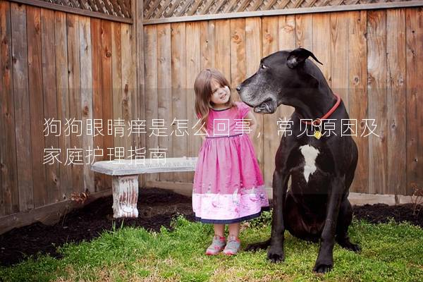 狗狗眼睛痒是怎么回事，常见原因及家庭护理指南