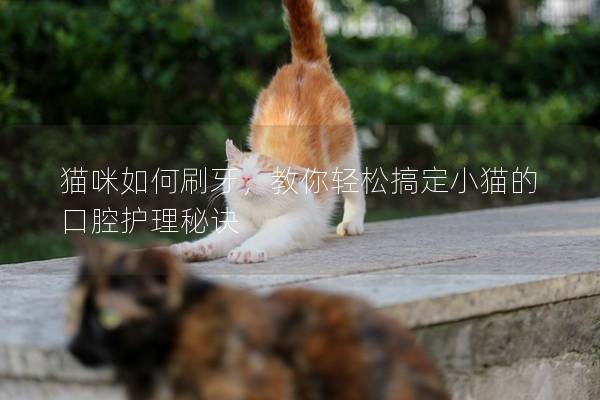 猫咪如何刷牙，教你轻松搞定小猫的口腔护理秘诀
