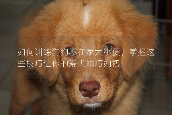 如何训练狗狗不在家大小便，掌握这些技巧让你的爱犬乖巧如初
