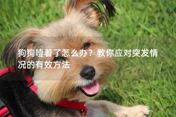 狗狗噎着了怎么办？教你应对突发情况的有效方法