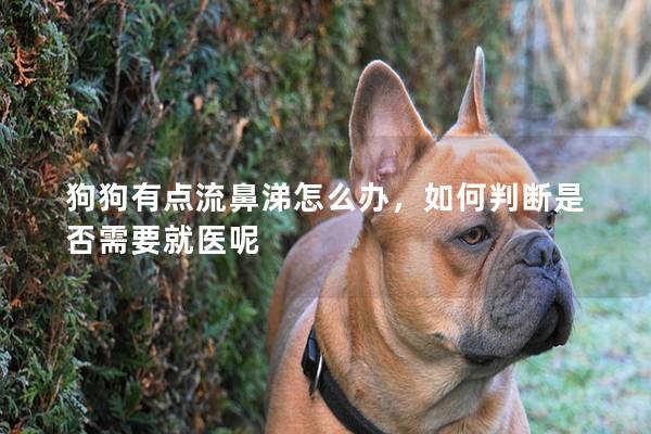 狗狗有点流鼻涕怎么办，如何判断是否需要就医呢