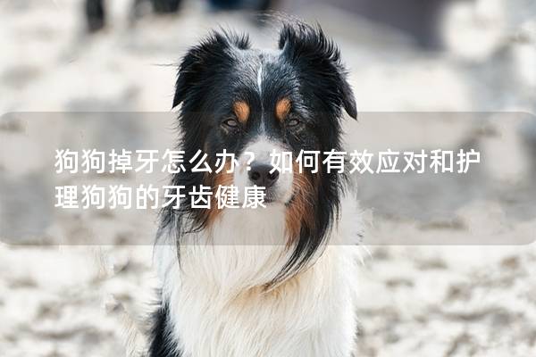 狗狗掉牙怎么办？如何有效应对和护理狗狗的牙齿健康