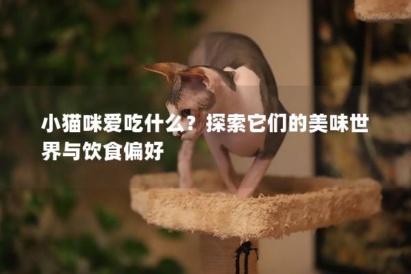 小猫咪爱吃什么？探索它们的美味世界与饮食偏好