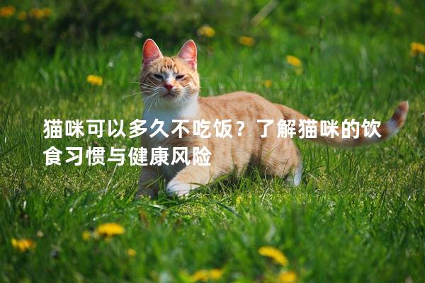 猫咪可以多久不吃饭？了解猫咪的饮食习惯与健康风险