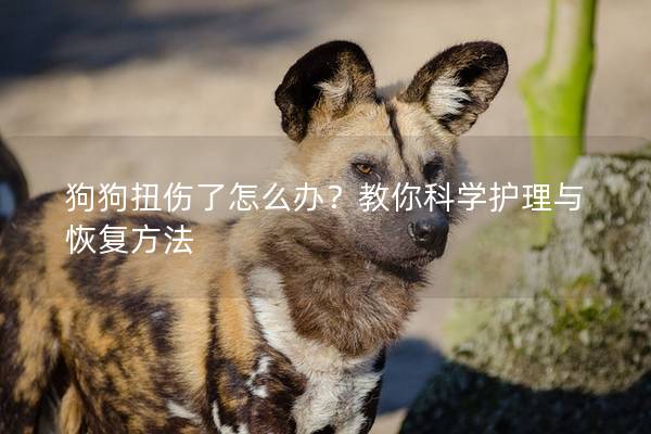 狗狗扭伤了怎么办？教你科学护理与恢复方法