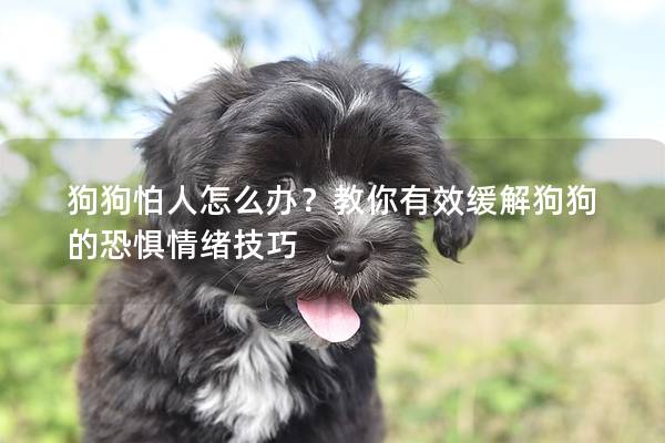 狗狗怕人怎么办？教你有效缓解狗狗的恐惧情绪技巧