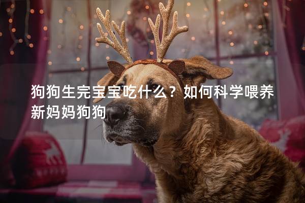 狗狗生完宝宝吃什么？如何科学喂养新妈妈狗狗