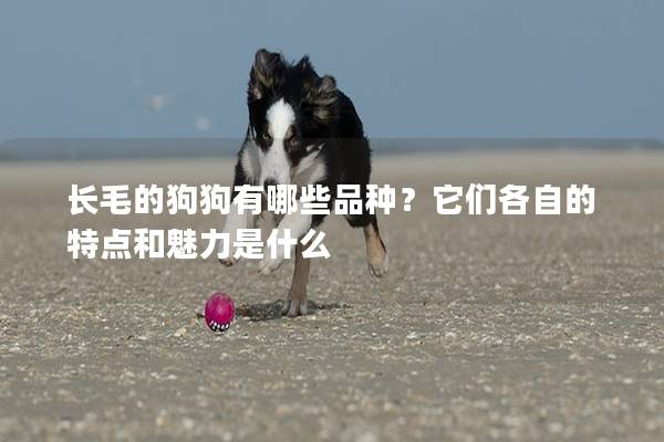 长毛的狗狗有哪些品种？它们各自的特点和魅力是什么