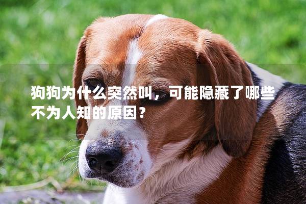 狗狗为什么突然叫，可能隐藏了哪些不为人知的原因？
