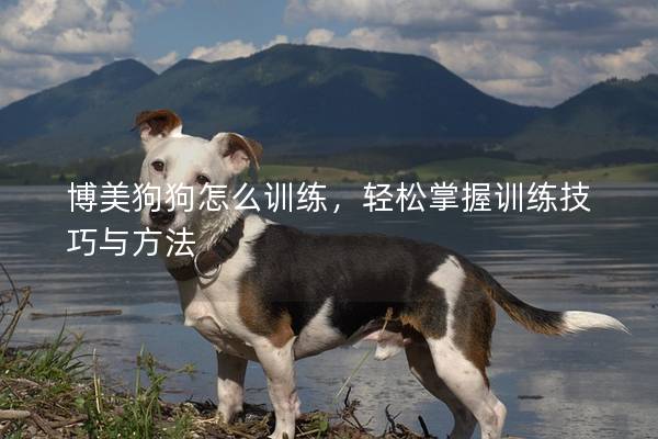 博美狗狗怎么训练，轻松掌握训练技巧与方法