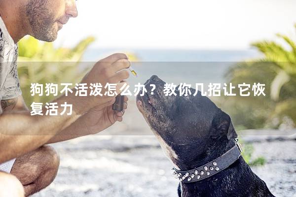 狗狗不活泼怎么办？教你几招让它恢复活力