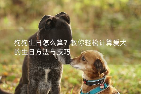 狗狗生日怎么算？教你轻松计算爱犬的生日方法与技巧
