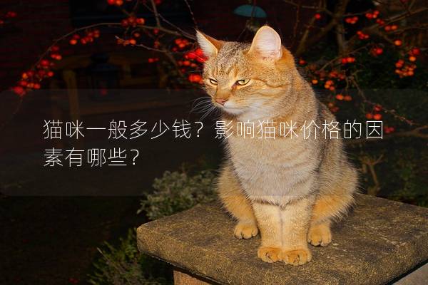 猫咪一般多少钱？影响猫咪价格的因素有哪些？