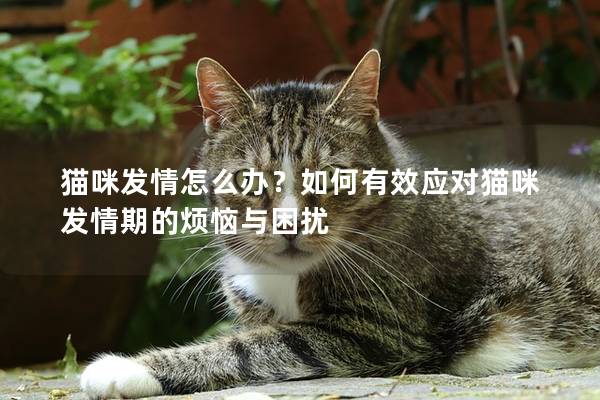 猫咪发情怎么办？如何有效应对猫咪发情期的烦恼与困扰