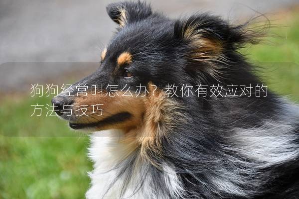 狗狗经常叫怎么办？教你有效应对的方法与技巧