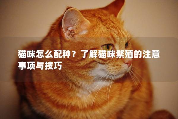 猫咪怎么配种？了解猫咪繁殖的注意事项与技巧