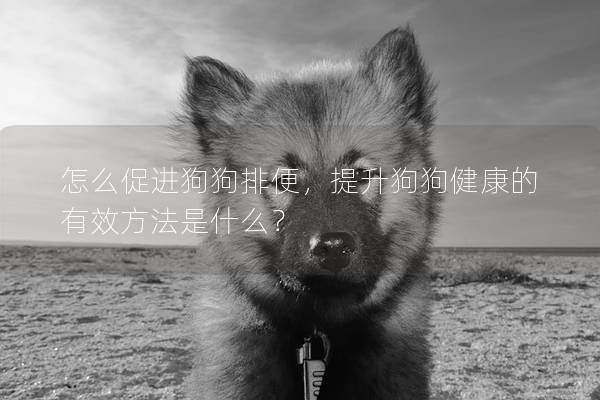 怎么促进狗狗排便，提升狗狗健康的有效方法是什么？