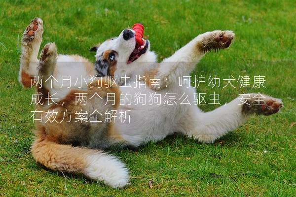两个月小狗驱虫指南：呵护幼犬健康成长，两个月的狗狗怎么驱虫，安全有效方案全解析
