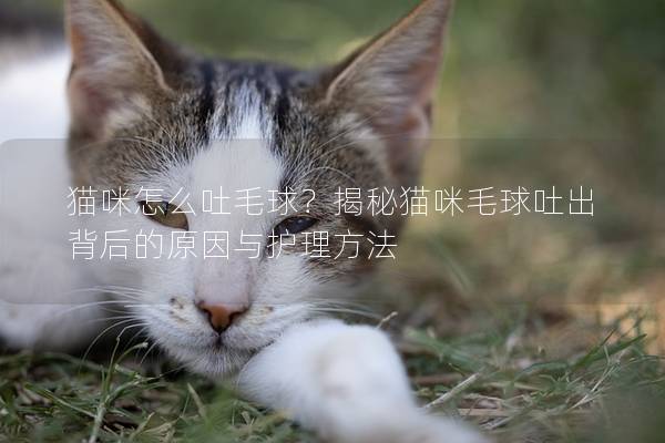 猫咪怎么吐毛球？揭秘猫咪毛球吐出背后的原因与护理方法