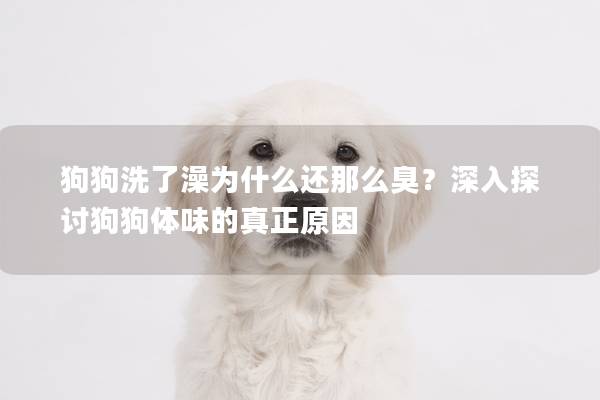 狗狗洗了澡为什么还那么臭？深入探讨狗狗体味的真正原因