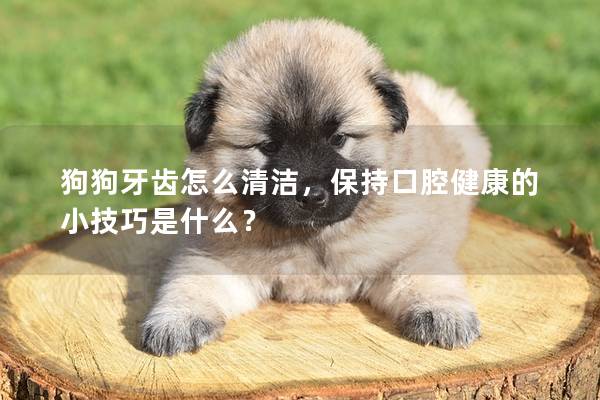 狗狗牙齿怎么清洁，保持口腔健康的小技巧是什么？