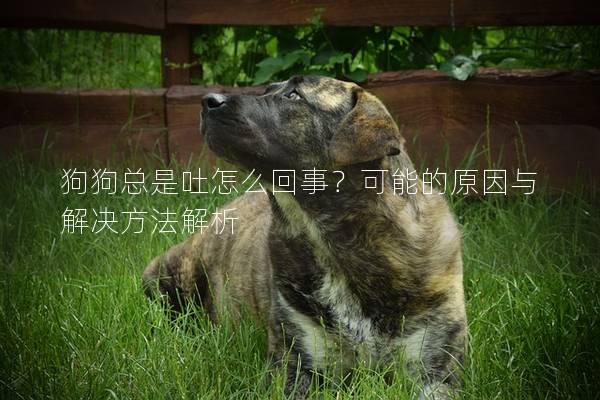 狗狗总是吐怎么回事？可能的原因与解决方法解析