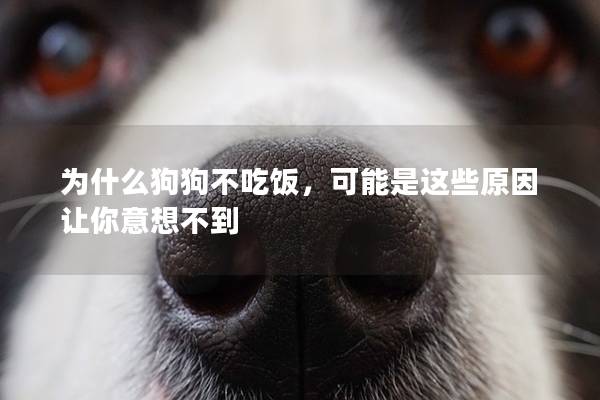 为什么狗狗不吃饭，可能是这些原因让你意想不到