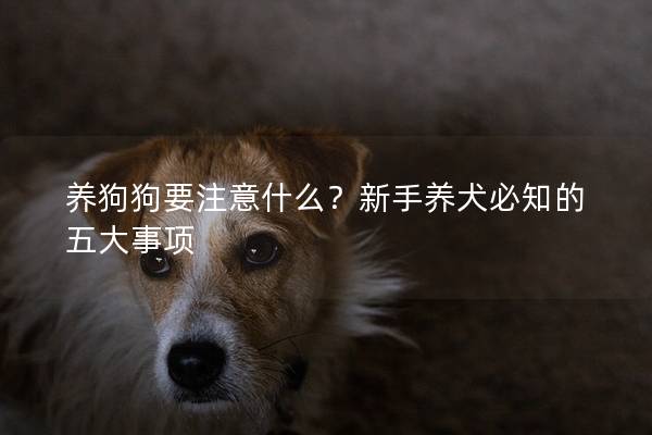 养狗狗要注意什么？新手养犬必知的五大事项