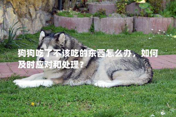 狗狗吃了不该吃的东西怎么办，如何及时应对和处理？