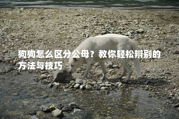 狗狗怎么区分公母？教你轻松辨别的方法与技巧