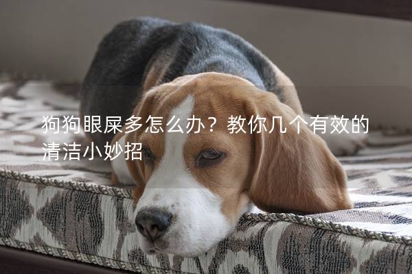 狗狗眼屎多怎么办？教你几个有效的清洁小妙招