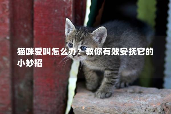 猫咪爱叫怎么办？教你有效安抚它的小妙招
